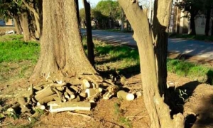 Primero fumigaron con Glifosato, ahora talan árboles