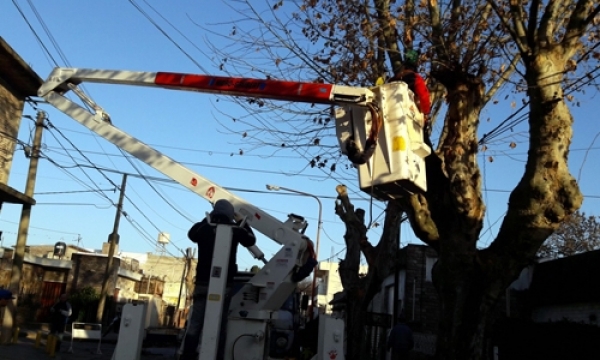 Poda enérgica de plátanos que no se habían podado en años