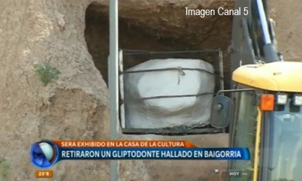 La Municipalidad de Baigorria trasladó los restos fósiles