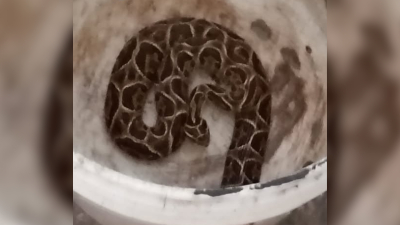 Rescataron una peligrosa yarará en una vivienda de Santa Rita