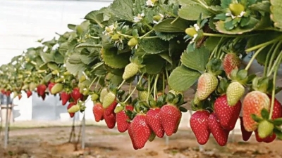 Cosechan en la ciudad la primera de producción de frutillas