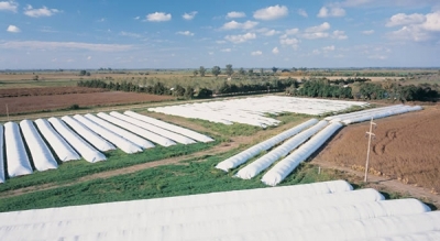 Los productores demoran la liquidación de divisas a la espera del 10 de diciembre