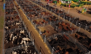 La ganadería de AgroActiva tendrá buen resguardo con los corrales de Farmquip