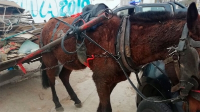 Jóvenes fueron detenidos por maltrato animal