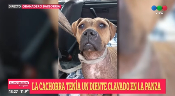 Una proteccionista baigorriense rescató a una perra de ritos satánicos