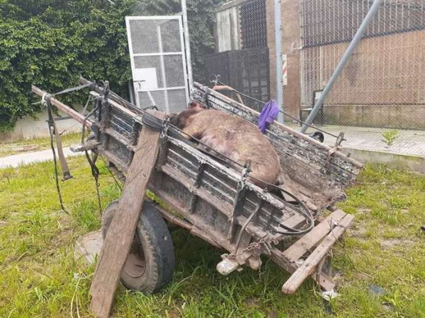Dos pibes quedaron detenidos por matar y robar un cerdo