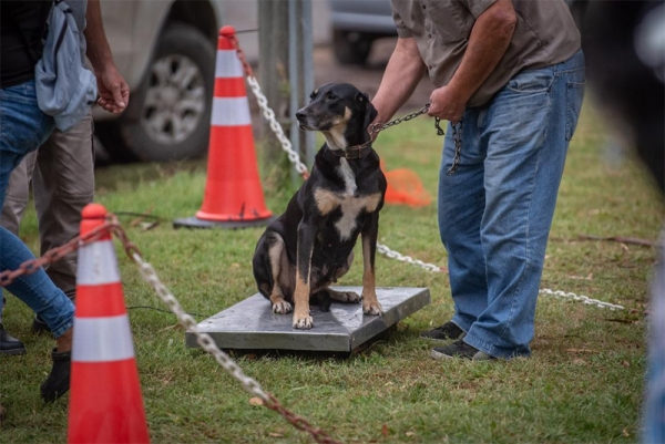 Nueva jornada de esterilizaciones gratuitas en Baigorria