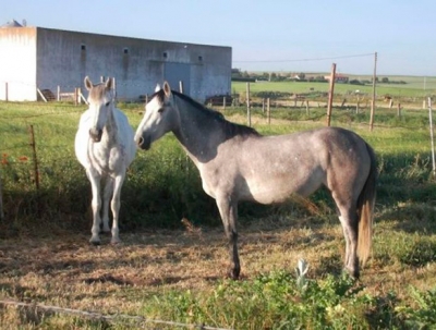 Roban un caballo en Baigorria bajo amenazas y golpes