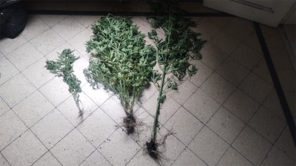 Una mujer denunció a su hijo por tener plantas de marihuana en el patio