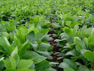 Fuerte suba en el precio de la soja, que ya roza los US$ 524 la tonelada