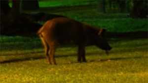 Apareció un jabalí en la plaza de Los Pinos