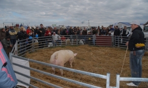 La mejor genética en cerdos se exhibirá en AgroActiva