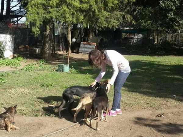 Demoran a tres personas por ocasionar disturbios en la protectora de animales en Baigorria