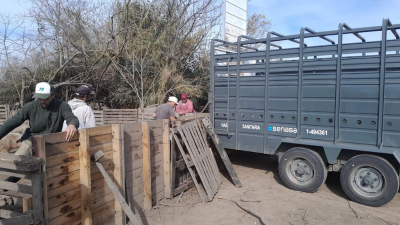 Intervinieron un criadero de cerdos en Ybarlucea y retiraron todos los animales tras confirmarse casos de triquinosis