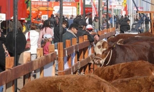 Los Ombúes con sus reproductores Limousin en AgroActiva