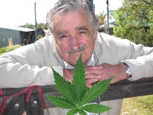 Marihuana uruguaya será de “alta calidad” 