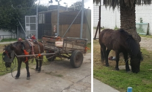 Detuvieron a cuatro jóvenes por azotar a un caballo en Martín Fierro