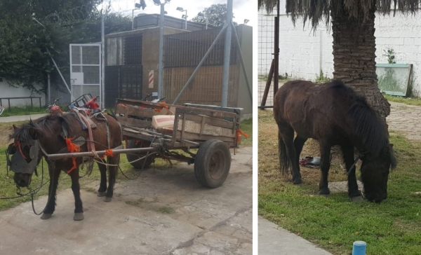 Detuvieron a cuatro jóvenes por azotar a un caballo en Martín Fierro