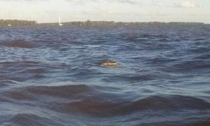 Un yacaré sorprendió a kayakistas en Granadero Baigorria