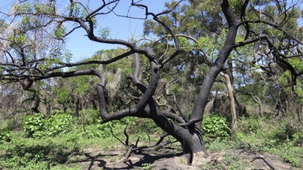 Incorporan 2.600 hectáreas del Delta del Paraná como áreas protegidas