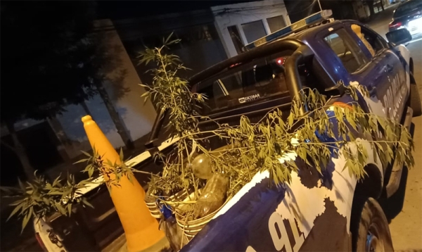 Encuentran plantas de marihuana en una vivienda