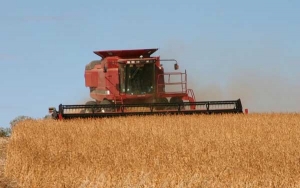 En una semana subió 74% la liquidación de granos