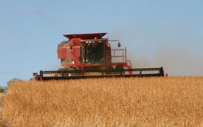 En una semana subió 74% la liquidación de granos