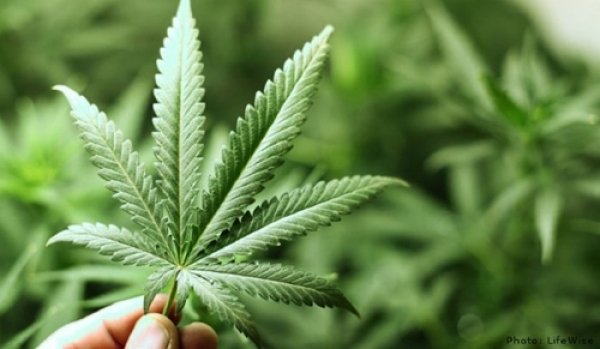 El Gobierno promulgó la ley de uso medicinal de la planta de cannabis