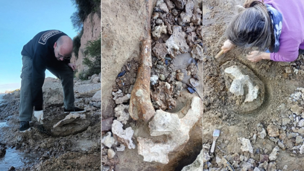 Hallan restos de megafauna extinta en Bermúdez y los preservan en Puerto San Martín