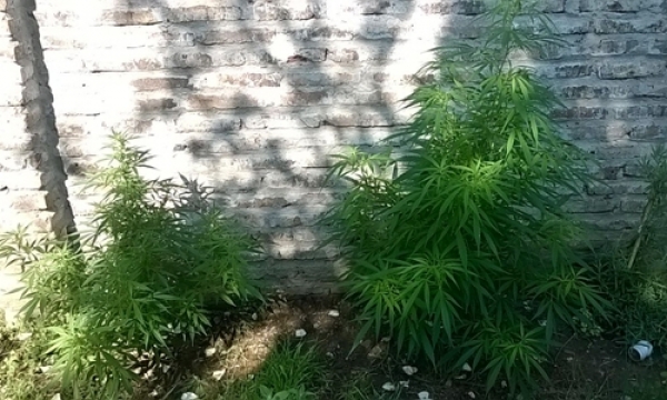 #AceitedeCannabis Mamá cultiva, en Baigorria también