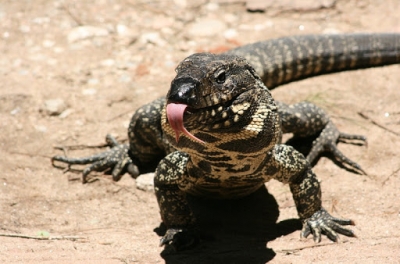 Encontró una iguana overa debajo de la cama
