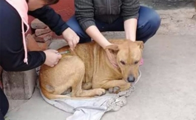 Vacuna antirrábica gratuita para mascotas