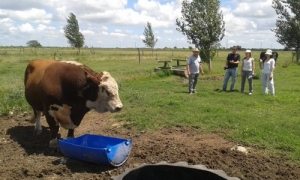 Los mejores Hereford llegan a AgroActiva de la mano de La Yunta