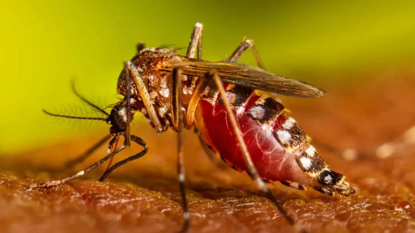 No hay dengue en Baigorria