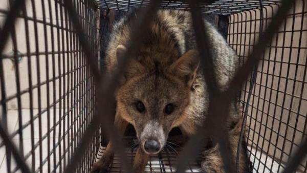 Rescataron un zorro gris que se había refugiado en el patio de una vivienda