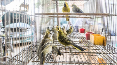 Un baigorriense procesado por tráfico de aves silvestres