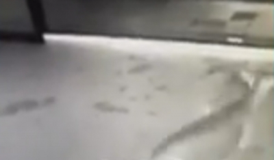 Un ciervo entró rompiendo los vidrios de un RapiPago de zona norte de Baigorria