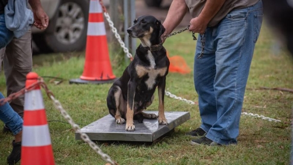 Nueva jornada de esterilizaciones gratuitas en Baigorria