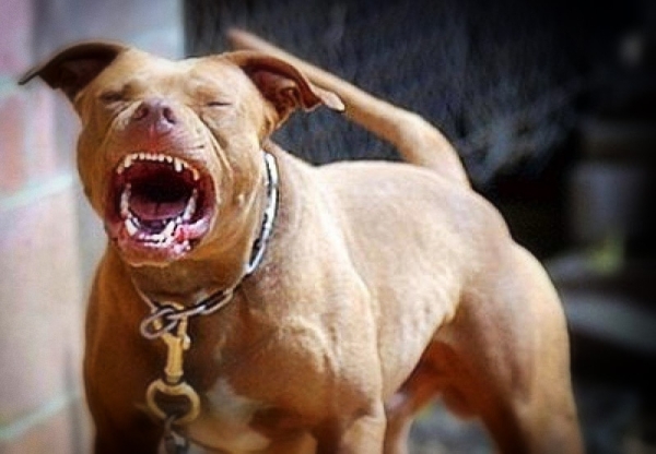 Un joven fue víctima de la agresión de un pitbull en Santa Rita