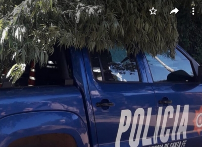 Hallan una gran plantación de marihuana en pleno San Fernando